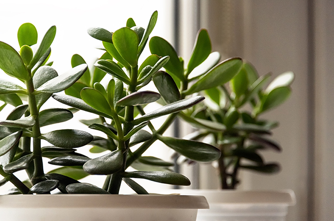 Succulents by a Window