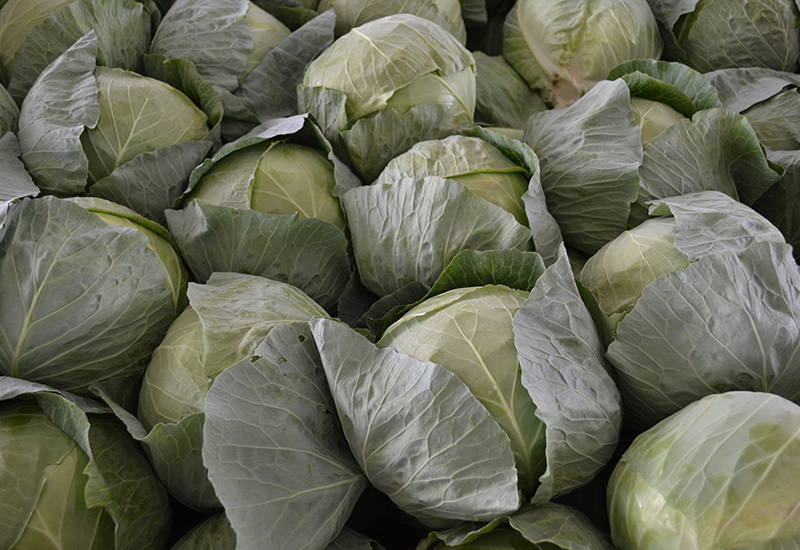 Heads of Cabbage