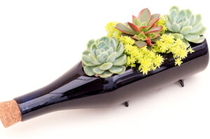 Succulents in a Wine Bottle