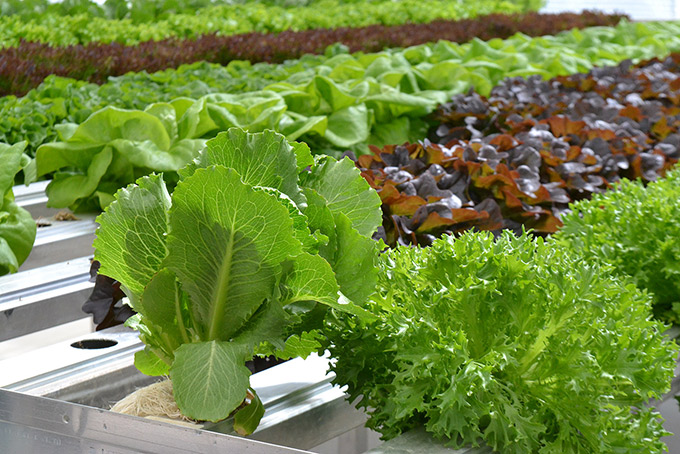 Great Lakes Growers Greenhouse Lettuce