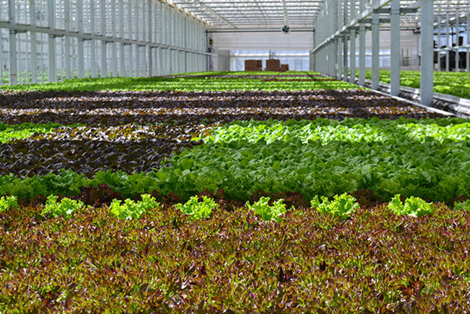 Great Lakes Growers Greenhouse Lettuce