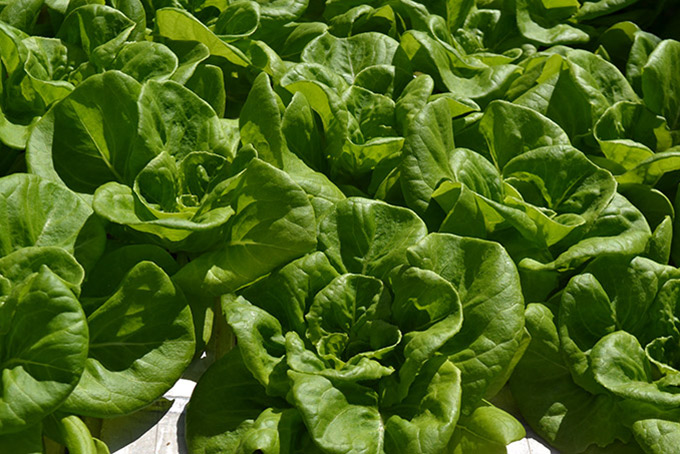 Lettuce up close