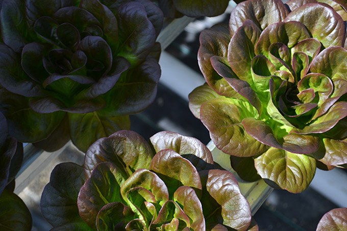 Great Lakes Growers purple lettuce