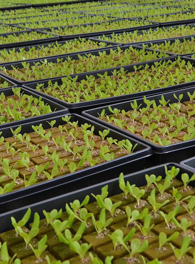 Great Lakes Growers Greenhouse Lettuce