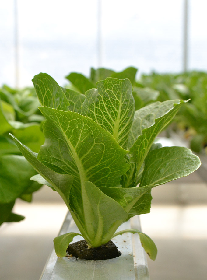 Great Lakes Gorwers Greenhouse lettuce sprout