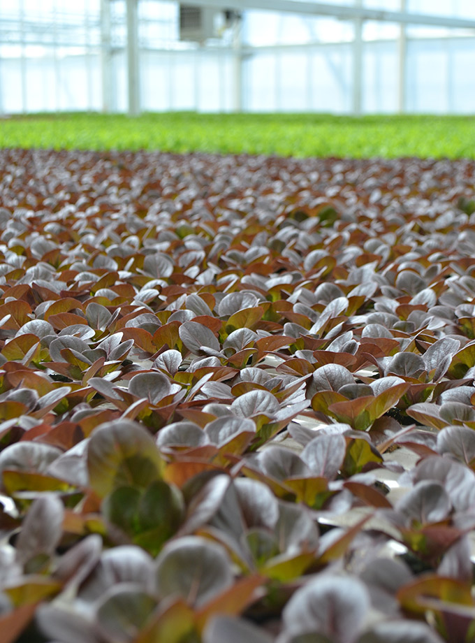 Inside Great Lakes Growers greenhouse