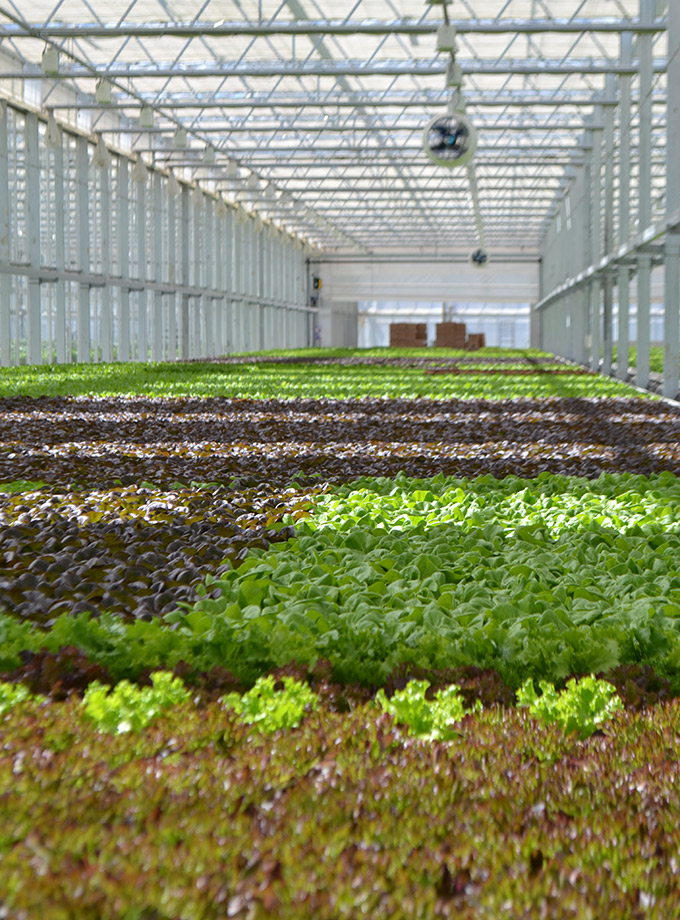 Lettuce inside Great Lakes Growers greenhouse