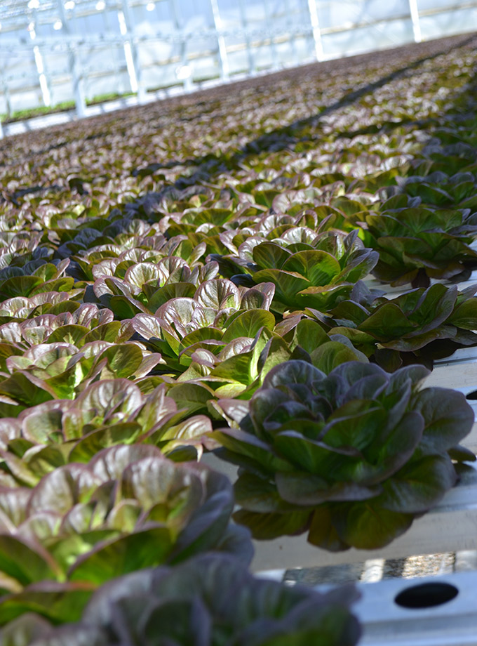 Great Lakes Growers Lettuce