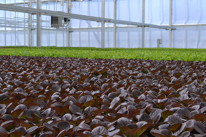 Lettuce Growing in a Greenhouse