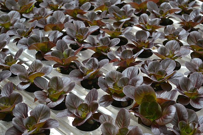 Great Lakes Growers Lettuce Growing