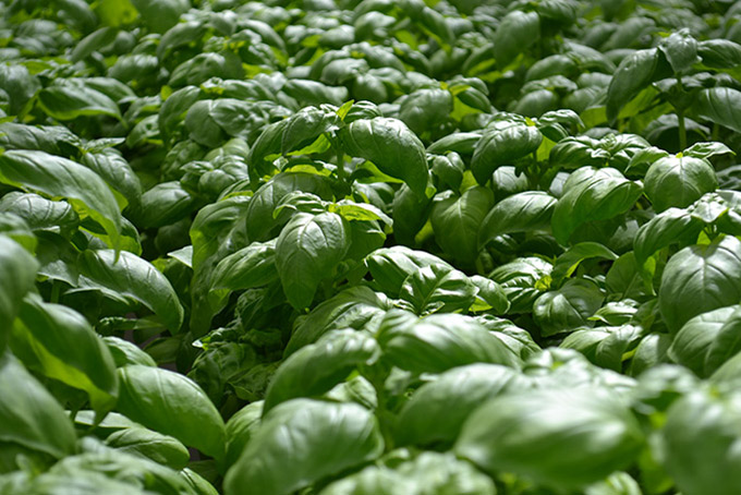 Great Lakes Growers basil plants