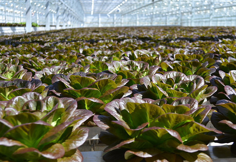 Great Lakes Growers – Always Growing Local