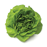 Overhead view of a head of butter lettuce.