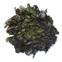 Overhead view of a head of artisan lettuce.
