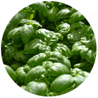 Living Fresh Basil