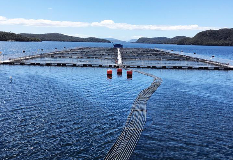 Sustainable Fish Fit for a Feast: Verlasso Salmon