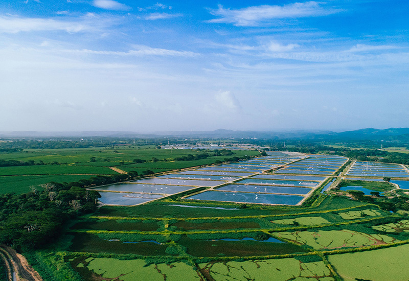 We Know Our Sources: Rainforest Tilapia