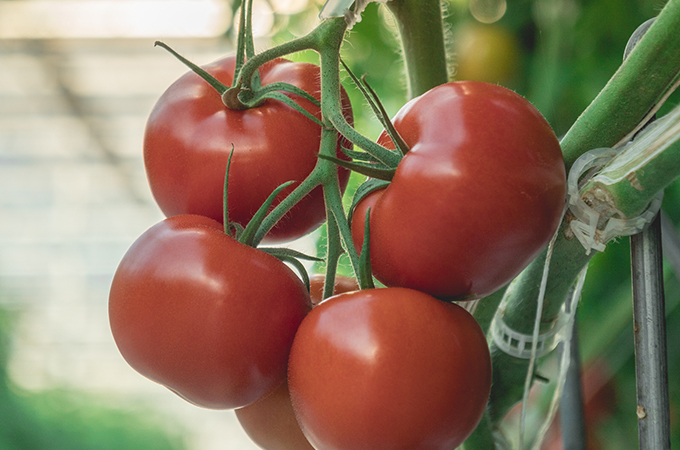 Beefsteak Tomatoes Growing on Vine