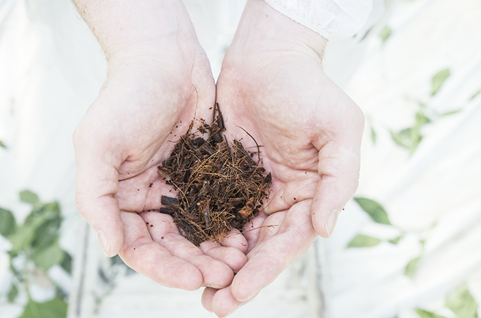 Hands on Growing at NatureFresh Farms