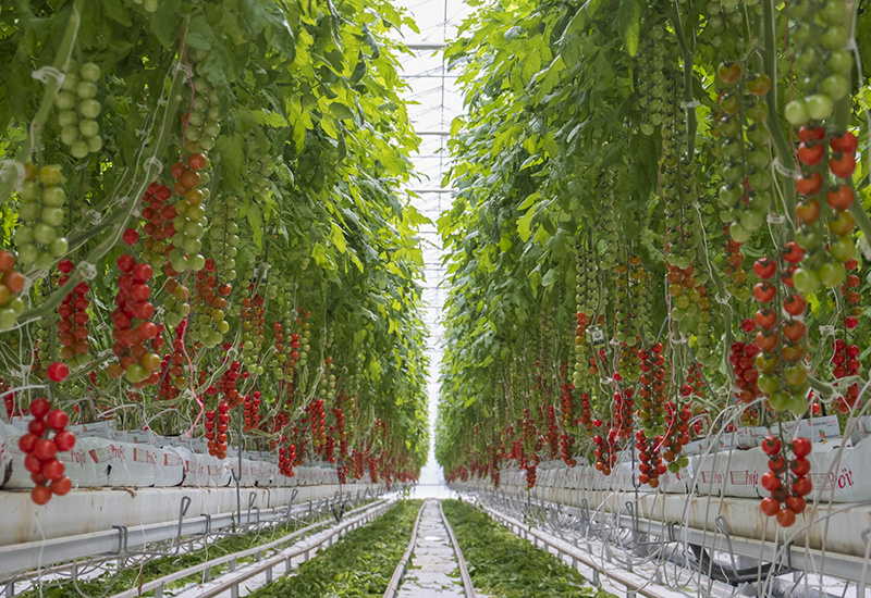 We Know Our Sources: Nature Fresh Farms