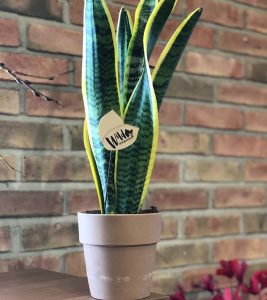 Sanservia Plant