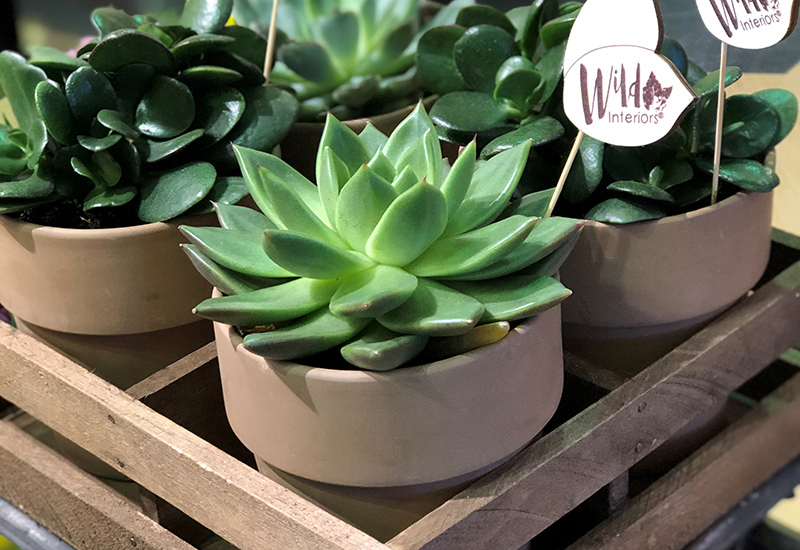 Spring Clean Your House Plants