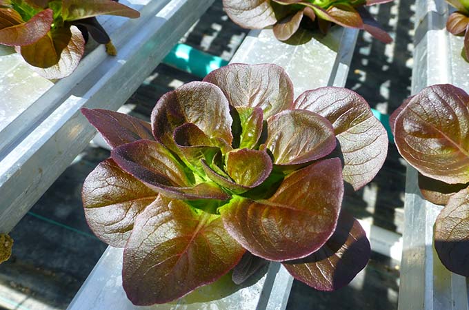 Great Lakes Growers Head of Lettuce