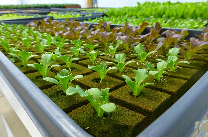 Great Lakes Growers Spouts