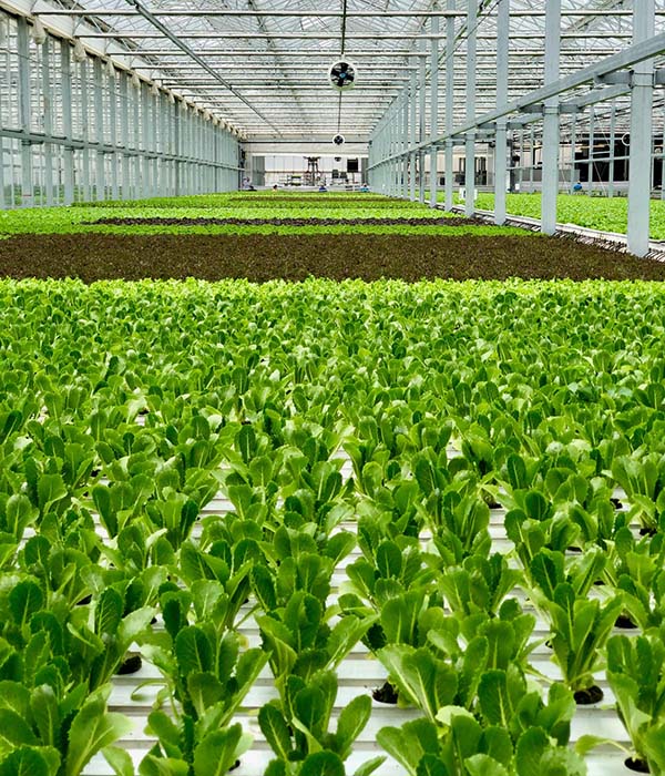 Great Lakes Growers Greenhouse 2