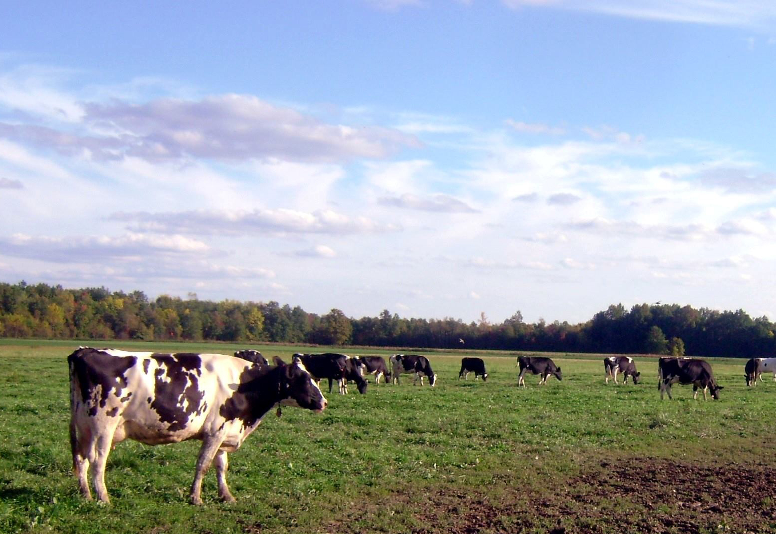 We Know Our Sources: Mayfield Road Creamery