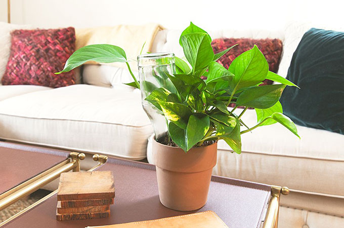 Wild Interiors DIY Watering Bulb