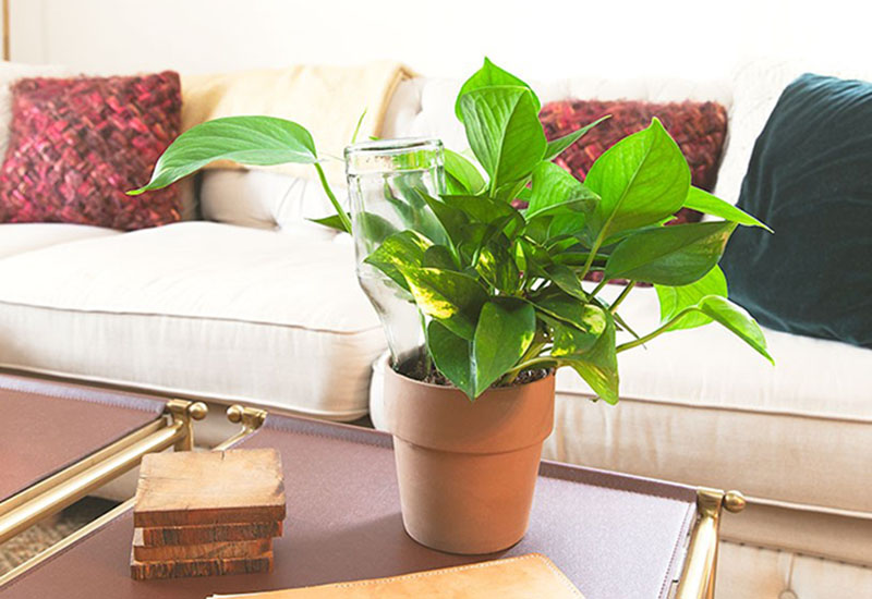 DIY Upcycled Bottle Watering Bulb for Houseplants