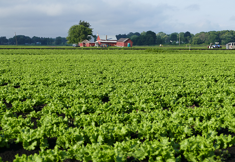 Here’s to a Healthy Summer: The Benefits of Local Produce