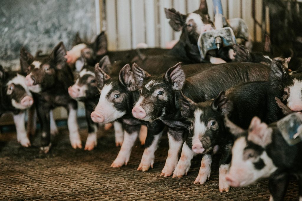 Young pigs in a pen.