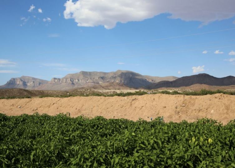 The Hatch Valley in Hatch New Mexico