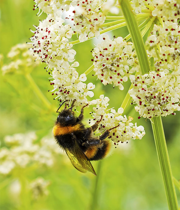 Bumble Bee on Flower