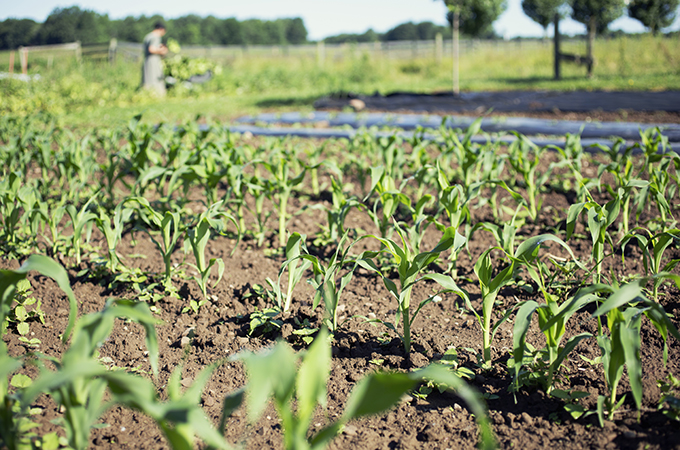 Field with green, leafy vegetables growing in rows.
