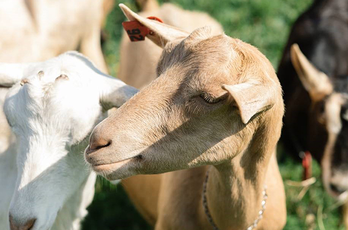 Mackenzie Creamery Goats