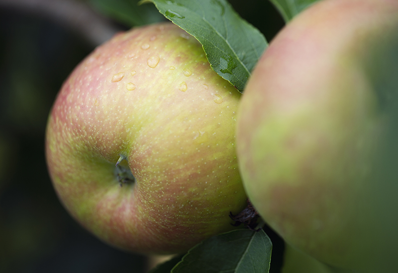 Falling for Local Apples