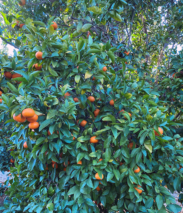 Phillips Shasta Farm