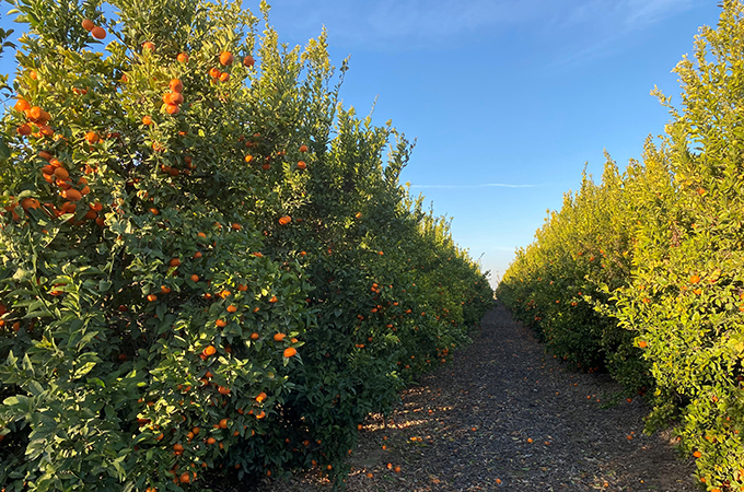 Phillips Shasta Farm