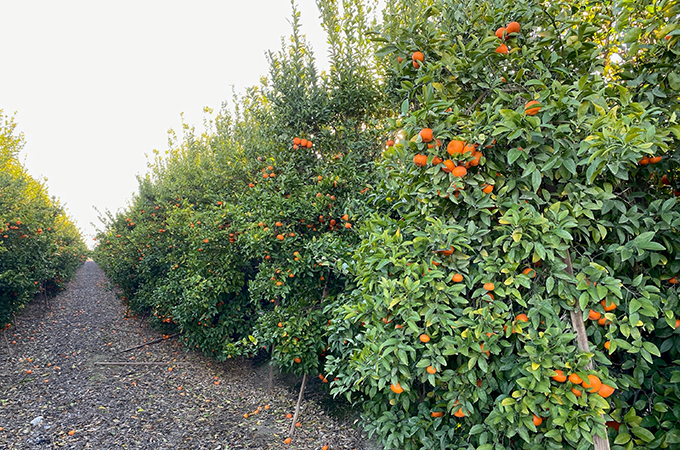 Phillips Shasta Farm