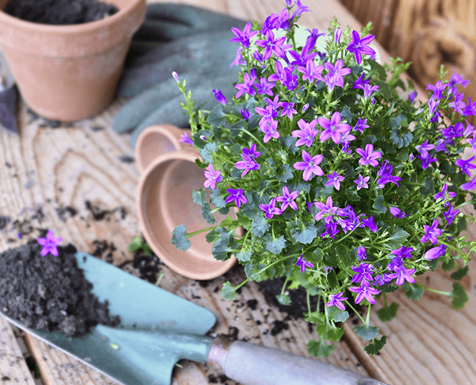 A Potted Purple Campanula on a Table Beside a Shovel with Dirt