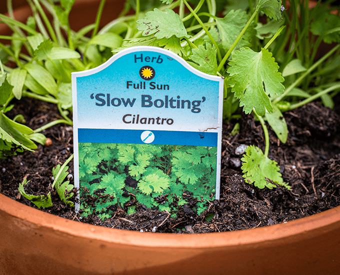 A Slow Bolting Cilantro Item Tag in a Pot Surrounded by Fresh Herbs