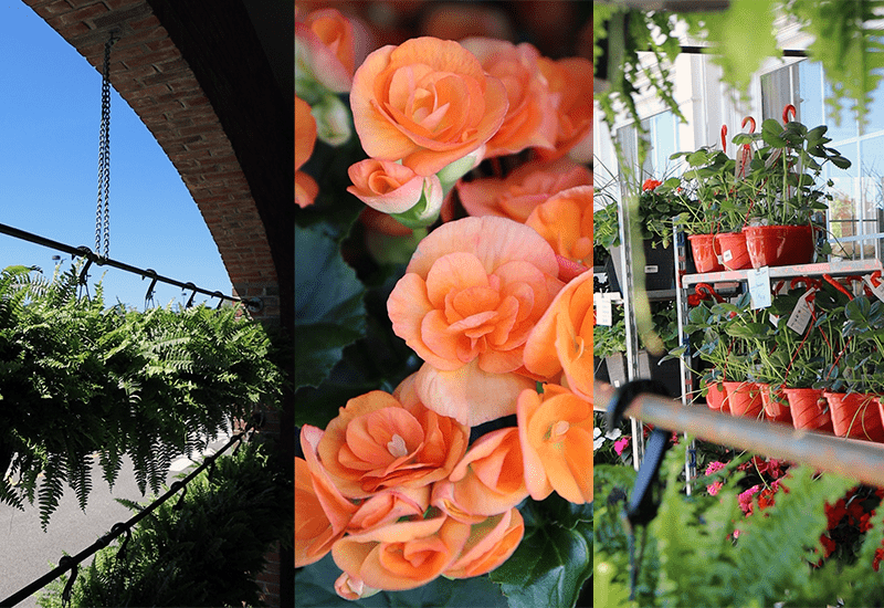 How to Get the Most out of Your Outdoor Plants