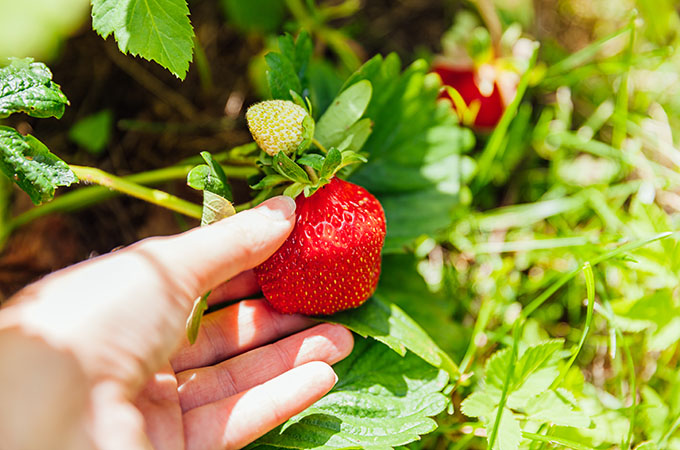 Locally Grown Strawberries