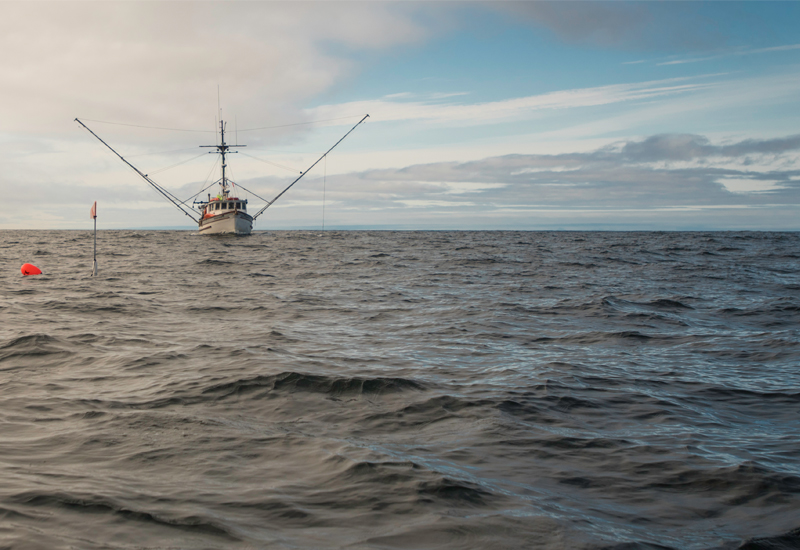 Stewards of the Sea: Heinen’s Trusted Seafood Sources