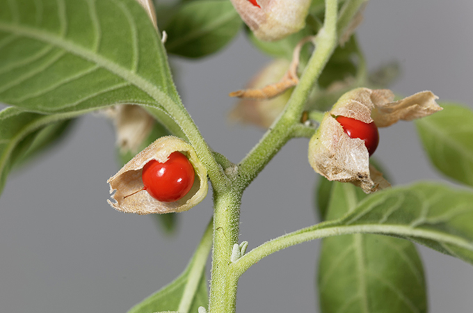 Ashwagandha Plant