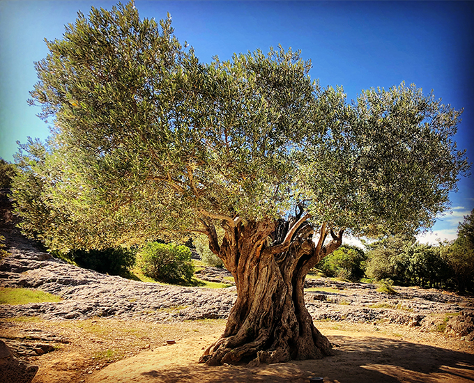 Large Olive Tree