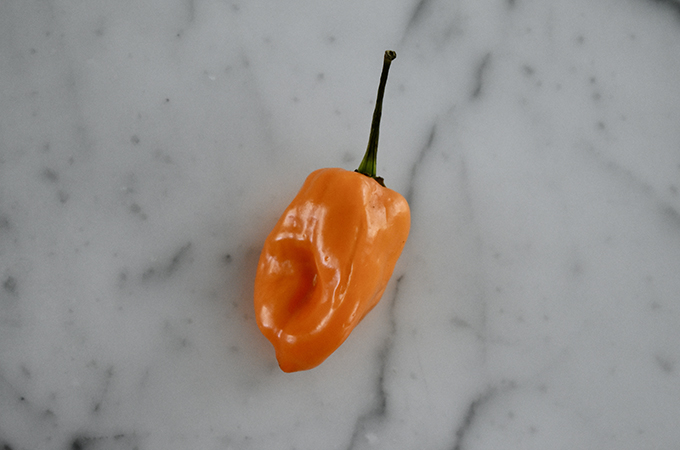 Habanero Pepper